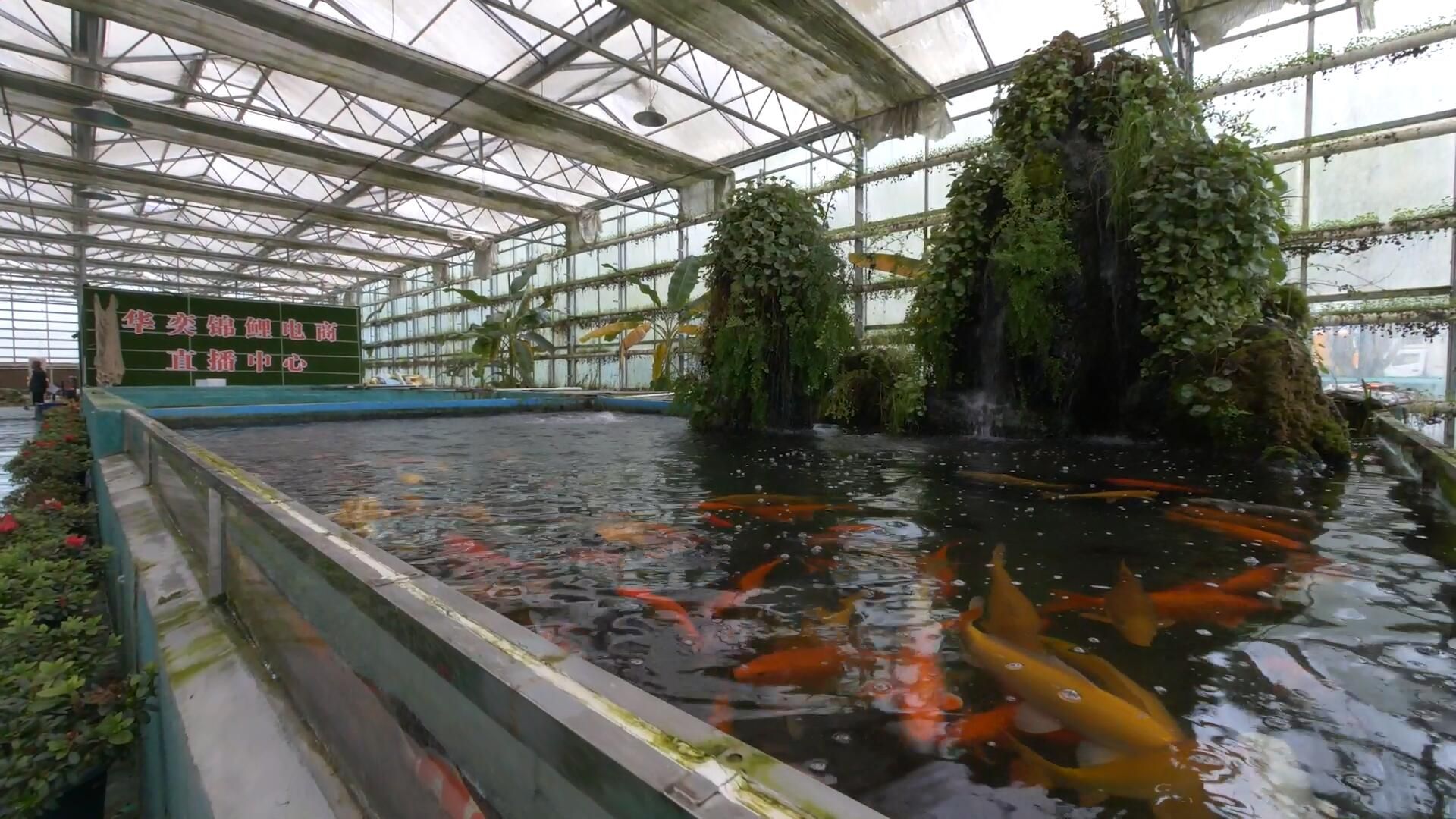 65419号郧西县香口乡华奕锦鲤养殖基地